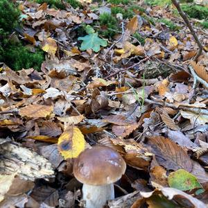 King Bolete