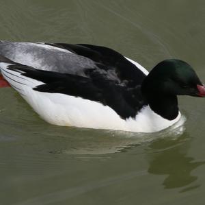 Common Merganser