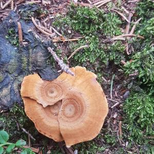 Funnel Polypore