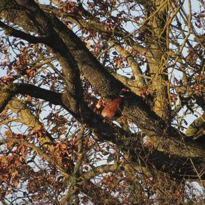 Common Pheasant