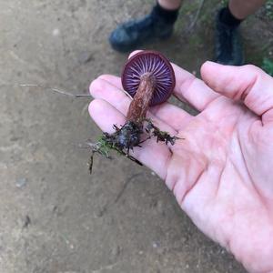 Amethyst Deceiver