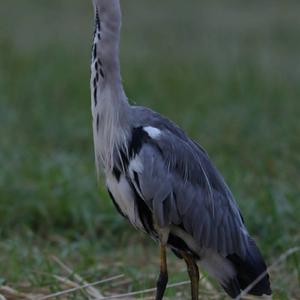 Grey Heron