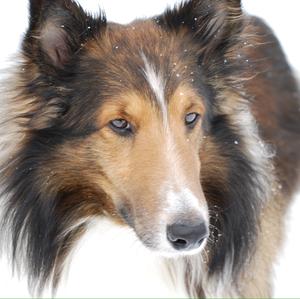 Shetland Sheepdog