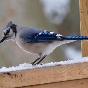 Blue Jay