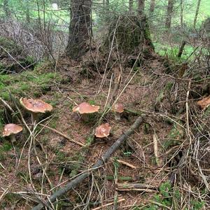 King Bolete