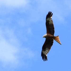 Red Kite