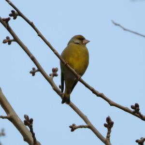 European Greenfinch