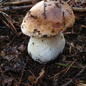 King Bolete