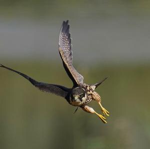 Eurasian Hobby