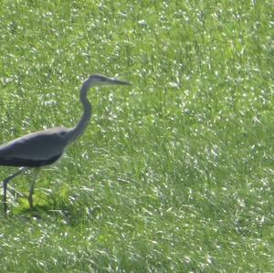 Grey Heron