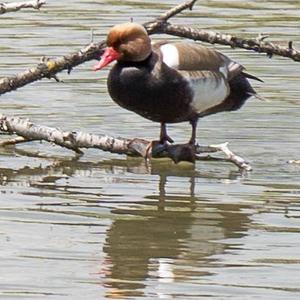 Red-crested Pochard