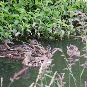 Mallard