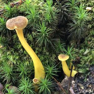 Trumpet Chanterelle