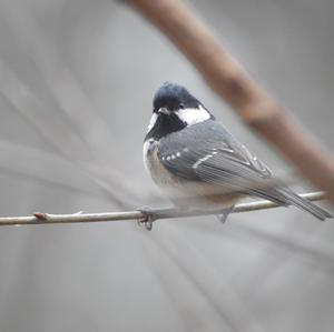 Coal Tit