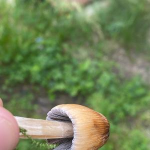 Non-inky Coprinus