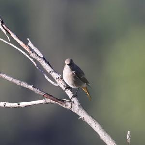 Black Redstart