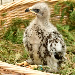 Lesser Spotted Eagle