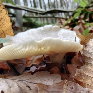 Fat-footed Clitocybe