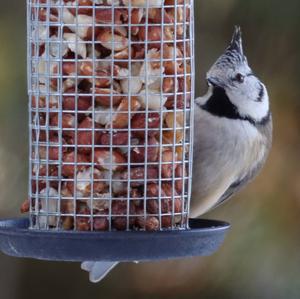 Crested Tit