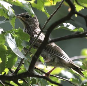 Tree Pipit