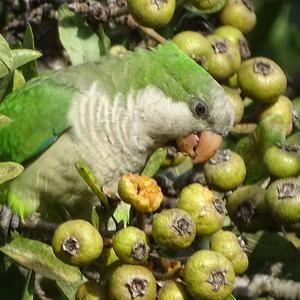 Monk Parakeet