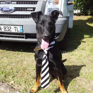 Beauceron