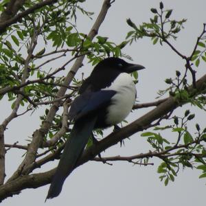 Black-billed Magpie