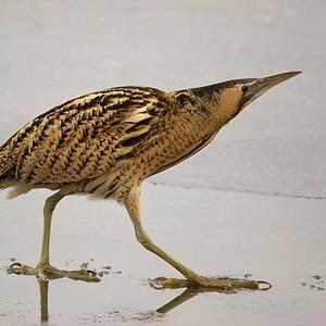 Great Bittern