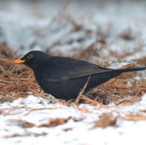 Eurasian Blackbird