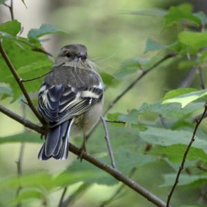 Eurasian Chaffinch