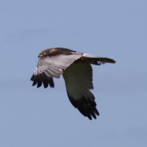 Western Marsh-harrier