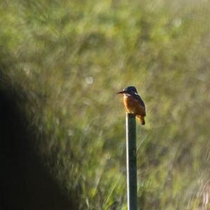 Common Kingfisher