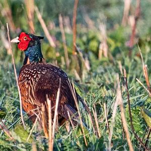 Common Pheasant