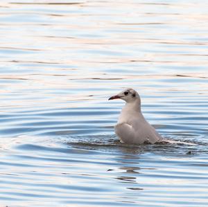 Black-headed Gull