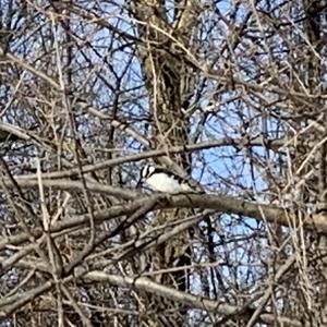 Downy Woodpecker