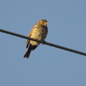 Meadow Pipit