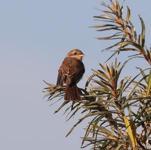 Red-backed Shrike