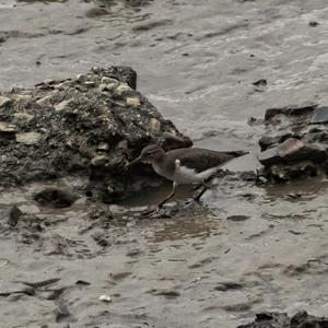 Solitary Sandpiper