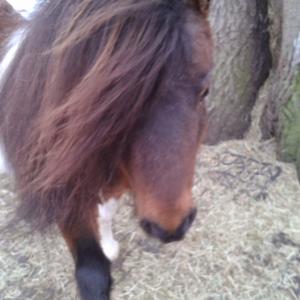 Shetland Pony