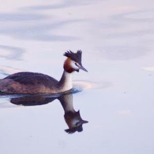 Great Crested Grebe