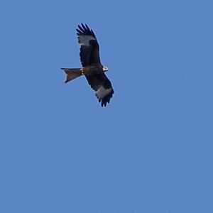 Red Kite