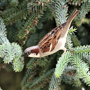 House Sparrow