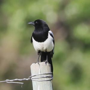 Black-billed Magpie