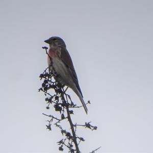 Eurasian Linnet