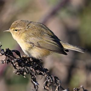 Common Chiffchaff