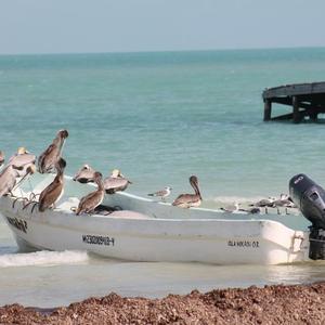 Peruvian Pelican