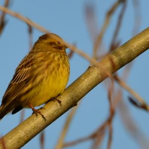 Yellowhammer