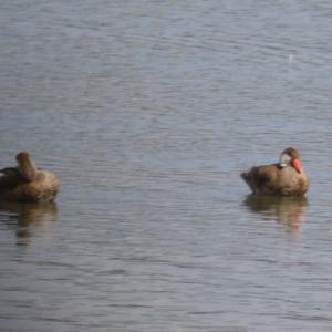 Red-crested Pochard