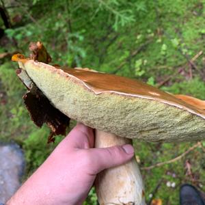 King Bolete