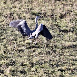 Grey Heron